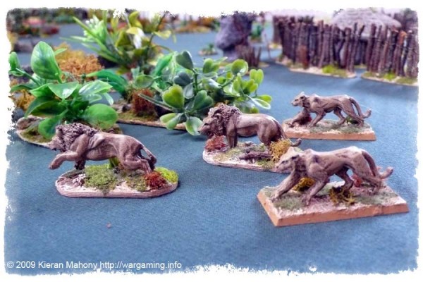 Lions prowl near the village... Lions prowl near the village...