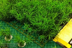 Closer view of the tray of 'Springer Grass' Closer view of the tray of 'Springer Grass'